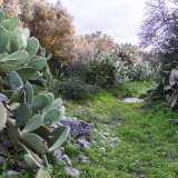 La vegetazione selvatica regna nel letto di Lama San Giorgio: qui i fichi d'India la fanno da padrone